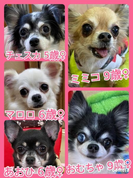 🐾今日の里親様募集中ワンコ🐶メンバーです🐾2022,2,22【保護犬カフェ天神橋店】